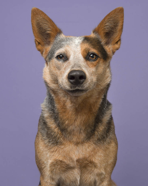 Портрет Австралійський пастуший собака на фіолетовому фоні дивлячись вмісту Усміхаючись на камеру  - Фото, зображення