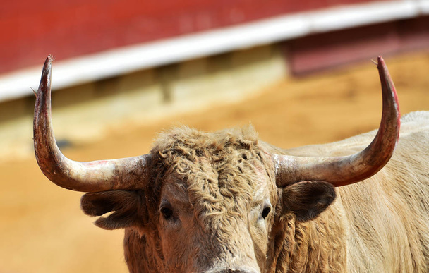  toro en plaza de toros española con cuernos grandes
 - Foto, imagen