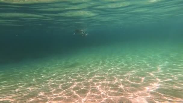 sualtı yüzücüler denizde - Video, Çekim