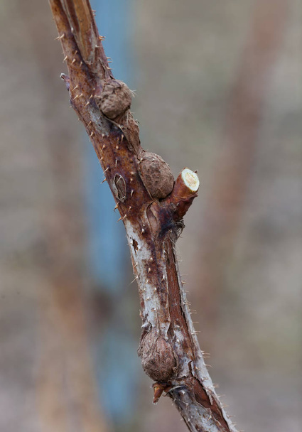 Foto de una planta de frambuesa enferma de cáncer de tallo de cerca
 - Foto, Imagen