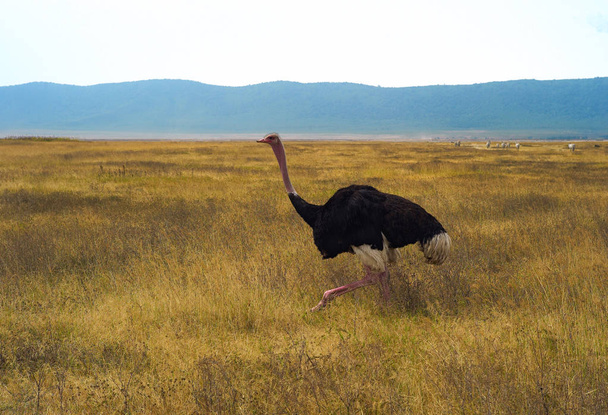 Running Ostrich in Ngorongoro Crater, Tanzania - Zdjęcie, obraz