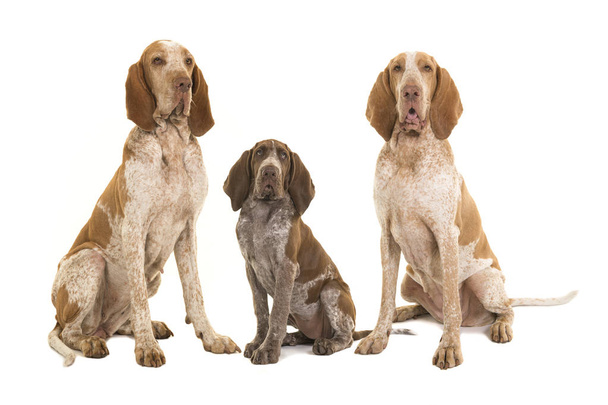 Három bracco italiano kutyák, két felnőtt és egy kölyök keresi, hogy a kamera elszigetelt fehér background - Fotó, kép