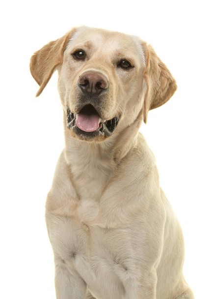 Porträt eines blonden Labrador-Retriever-Hundes, der mit offenem Maul in die Kamera blickt, von vorne gesehen in einem vertikalen Bild - Foto, Bild