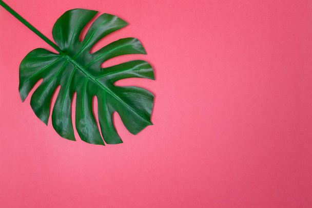 Dark green Monstera palm leaf on vibrant pink background, with copy space. Tropical summer theme. - Photo, Image