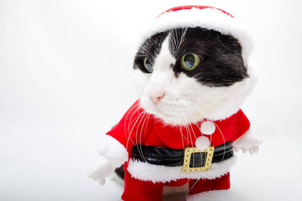 Weihnachtsmann-Tier - Foto, Bild