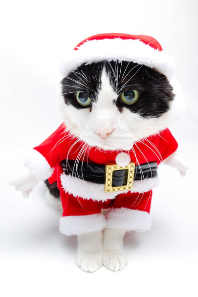Santa Claus Kitty - Photo, Image