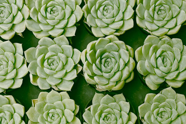 Close-up van succulente planten instellen backgruond - Foto, afbeelding