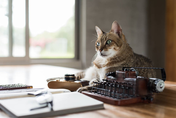 gatto rimanere sul tavolo quando le persone che lavorano a casa - Foto, immagini
