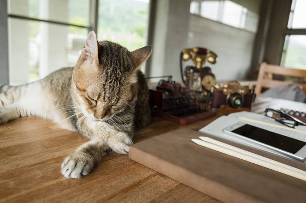 γάτα μείνετε στο τραπέζι όταν οι άνθρωποι που εργάζονται στο σπίτι - Φωτογραφία, εικόνα