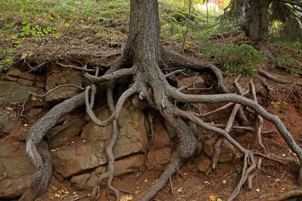 bare roots of trees growing on rocks - Фото, изображение
