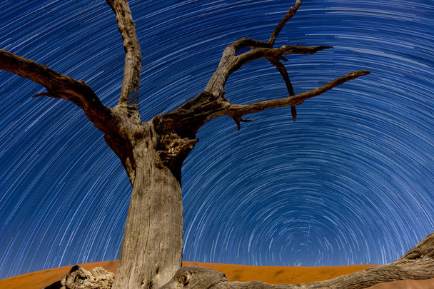 der verdorrte Baum mit Sternspuren im toten vlei, sossusvlei, namibia. - Foto, Bild