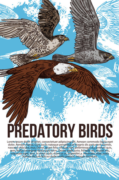 Águila, halcón y halcón aves depredadoras, vector
 - Vector, imagen