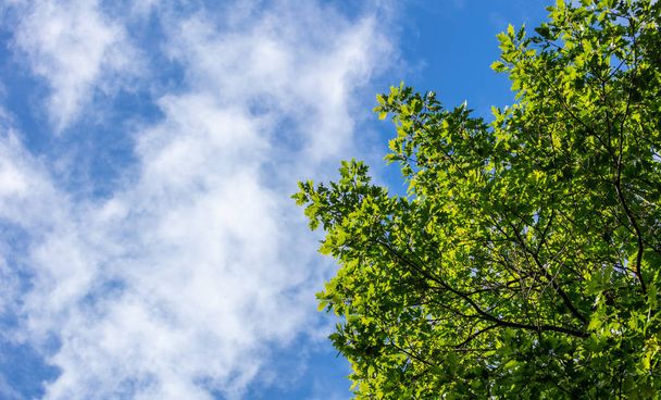 Part of evergreen tree beneath blue sky with few clouds background. Copy space, under view of  the plant. - Photo, Image
