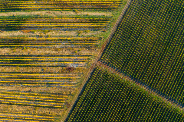 Aerial drone image of a vineyard in yellow, late afternoon lights - Fotoğraf, Görsel