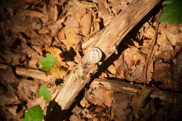 Битая монета в окружении природы
 - Фото, изображение