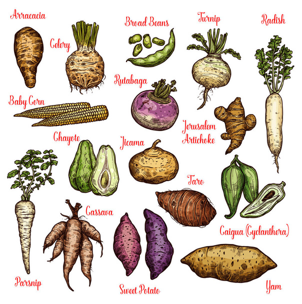 エキゾチックな野菜、豆、芋のスケッチ - ベクター画像