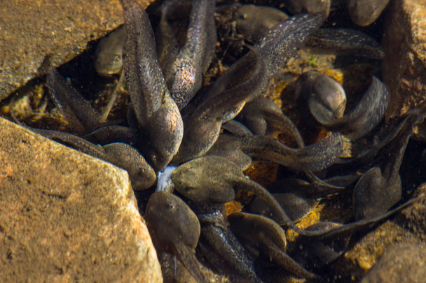 Tadpoles in lake Salzata (The tear) - proof of swamping caused by overwhelming human tourist presence in Rila mountain.Bulgaria, Autumn 2018 - Photo, Image