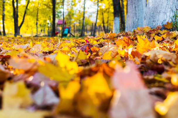 кленове листя покривають землю
 - Фото, зображення