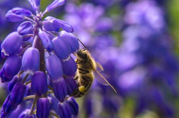 A abelha poliniza a flor
 - Foto, Imagem
