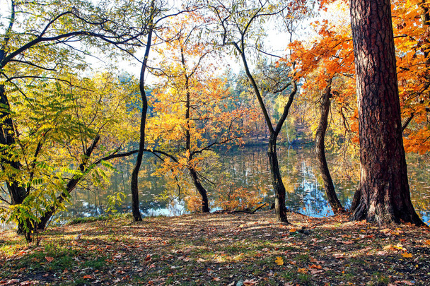 απίστευτα όμορφο φθινόπωρο δάσος τοπίο με λίμνη - Φωτογραφία, εικόνα