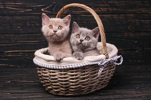 Scottish straight kittens. Funky kittens explore new territories - Foto, Imagem