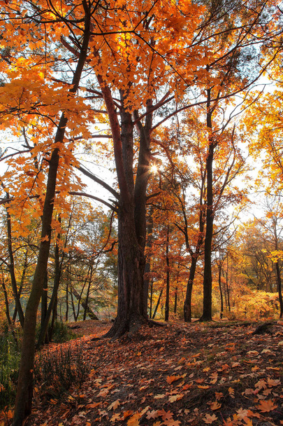 incredibly beautiful autumn forest landscape - Fotografie, Obrázek