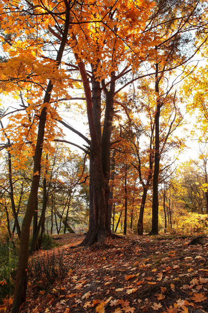 incredibly beautiful autumn forest landscape - Фото, изображение