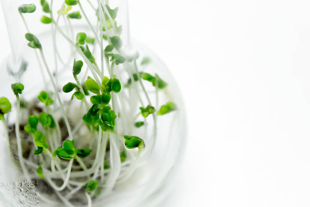 Broccoli sprouts, microgreens, grown in a glass flask. - Foto, immagini