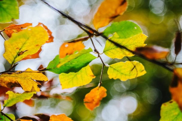 Close view of yellow autumnal beech forest  - 写真・画像