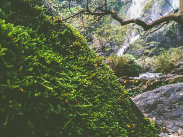 musgo sobre corteza en bosque y cascada
 - Foto, imagen