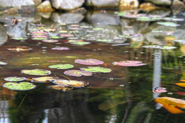 Colorful autumn leaves and water lilies in a pond, reflections - Photo, Image