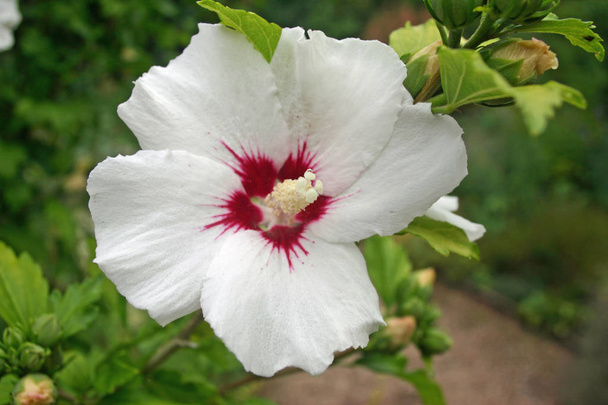 Single bloom of white hollyhock (Alcea rosea) with crimson centre. Background of blurred plants and path. - Photo, Image