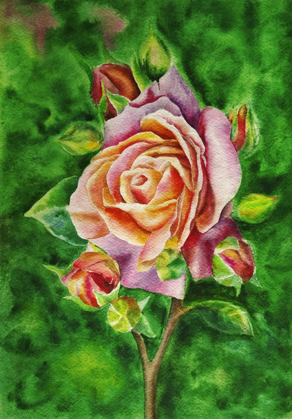 Beautiful pink tea rose on a background of green summer foliage, painted with watercolor hands - Valokuva, kuva