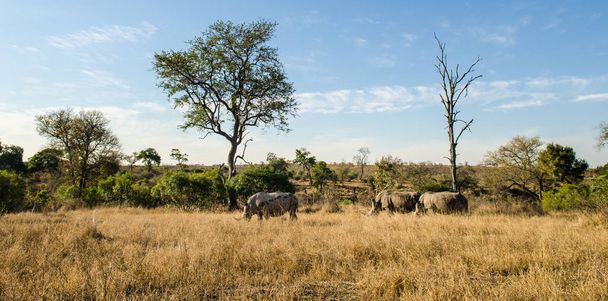 κοπάδι των ρινόκερων, πάρκο Κρούγκερ, Νότια Αφρική σαφάρι ζώων - Φωτογραφία, εικόνα