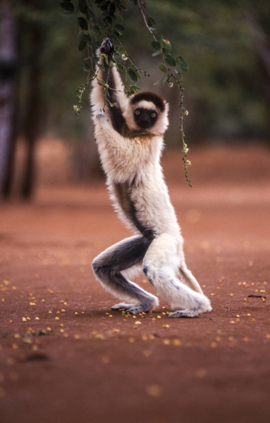 Sifaka Lemur di Verreaux
 - Foto, immagini