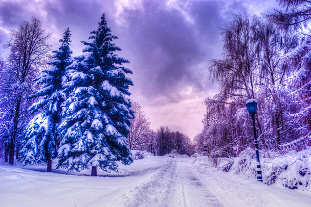 Zima Krajobraz, świerk i sosna choinki pokryte śniegiem - Zdjęcie, obraz