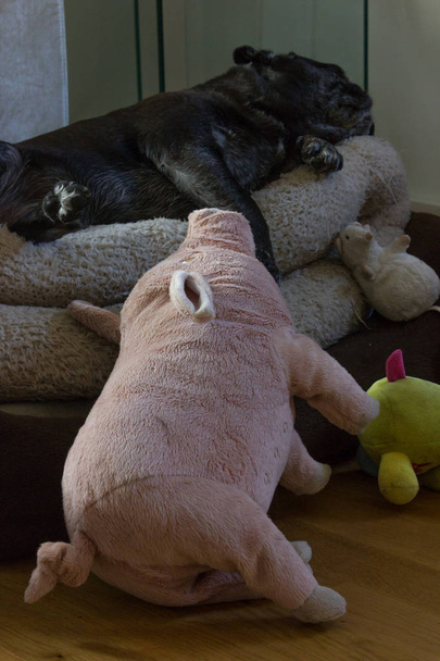 adelheid es un pug negro y le encanta relajarse todo el día en su sofá personal
 - Foto, imagen