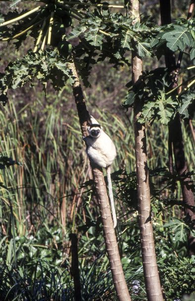 ベローのシファカ キツネザル、(Propithecus verreauxi)、パルク デュ メナベ、トゥリアラ、Madagasca - 写真・画像