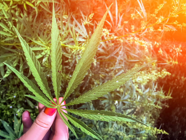 Uma folha de cânhamo verde está nas mãos de uma jovem, no fundo uma grama verde, uma folha de forma regular de cannabis. Legalização da maconha para fins médicos
 - Foto, Imagem
