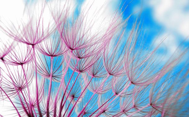 dandelion seeds texture background. close up. - Photo, Image