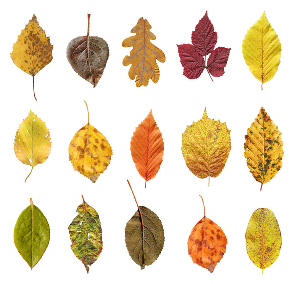 Красочные осенние листья, выделенные на белом фоне. Осенние листья изолированы
 - Фото, изображение