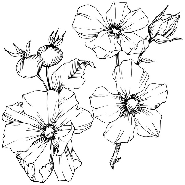Дика квітка троянди каніна в векторному стилі ізольована. Чорно-біле гравірування чорнила. Векторна квітка для тла, текстури, візерунка обгортки, рамки або рамки
. - Вектор, зображення