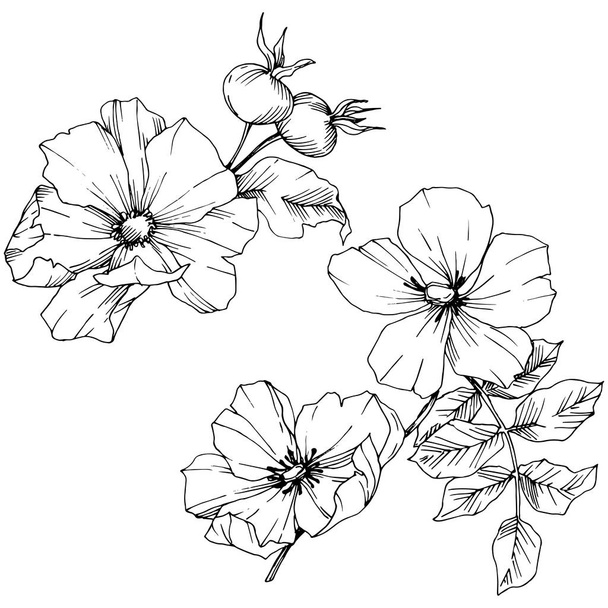 Wildflower rosa canina in a vector style isolated. Black and white engraved ink art. - Vektor, kép