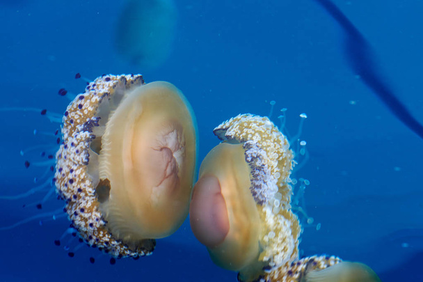 meduzy w morzu - Zdjęcie, obraz