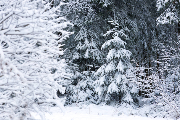 雪に覆われたモミの木と冬の風景. - 写真・画像