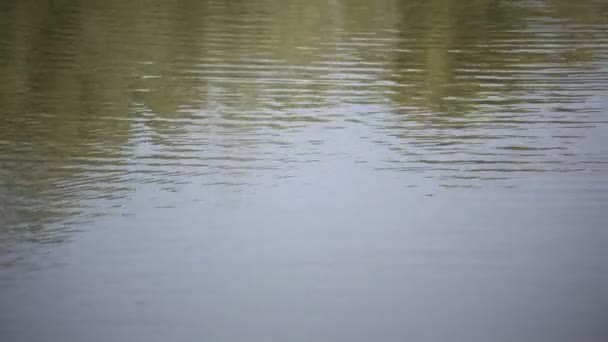 tranquillo filmato della superficie ondulata dell'acqua del fiume o del lago
 - Filmati, video