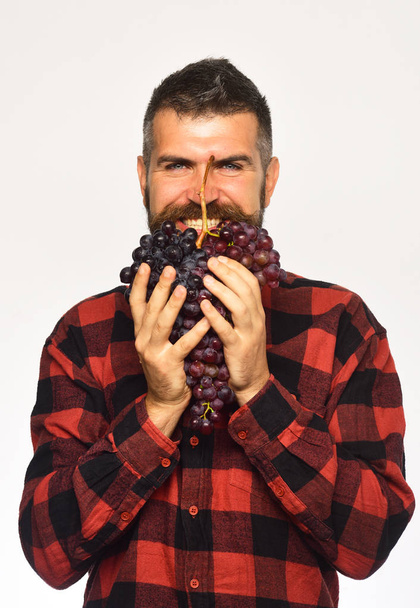 Farmer shows his harvest. Man holds purple grapes as beard - Zdjęcie, obraz