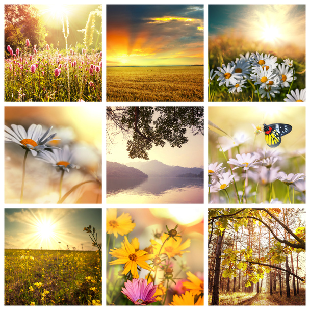 collage de flores
 - Foto, imagen