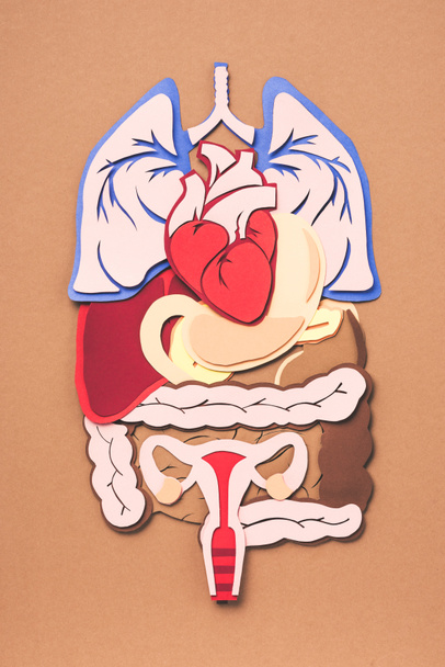 bovenaanzicht van vrouwelijke inwendige organen op brown  - Foto, afbeelding
