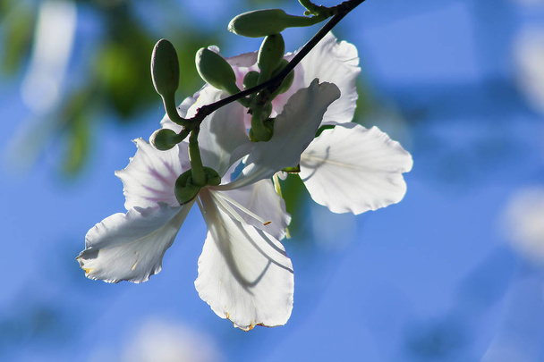 Bauhinia variegata are blooming and beautiful. - Photo, Image